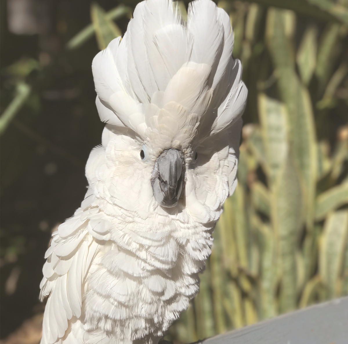 Chandler Brewery & Exotic Bird Rescue | The Perch Brewery